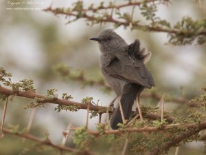 Grey Wren-Warbler