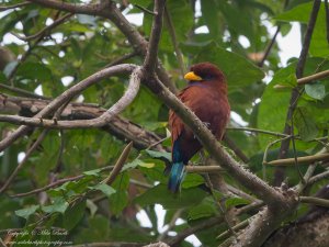 Blue-throated Roller (Eurystomus gularis)