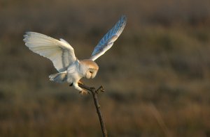 Barn Owl Landing