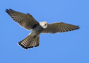 kestrel