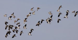 mixed flock of golden plovers and lapwings