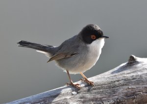 Sardinian warbler