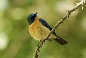 Tickell's Blue Flycatcher (male)
