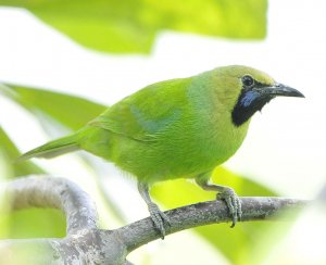 Jerdon's Leafbird