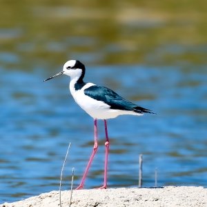 Black-necked Stilt