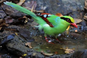 Green Magpie