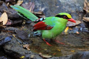 Green Magpie