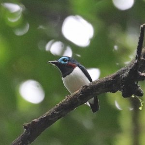 Jameson's Wattle-eye