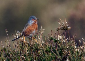 Dartford warbler