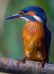 kingfisher