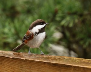 Chestnut-backed Chickadee