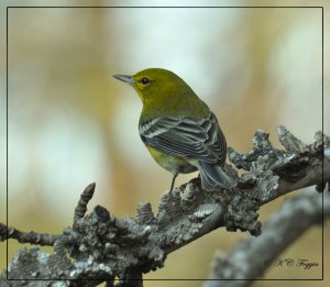 Pine Warbler