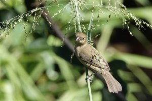 White-collared Seedeater, female