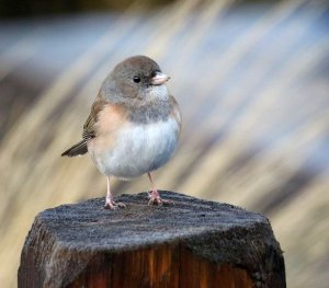 Dark-eyed Junco