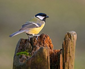 Great Tit on a Post