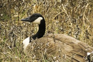 Canada Goose