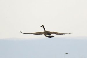 Canada Goose