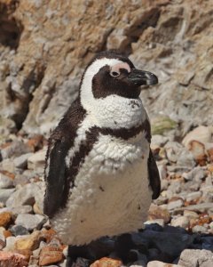 African Penguin