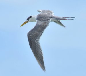 Greater crested tern