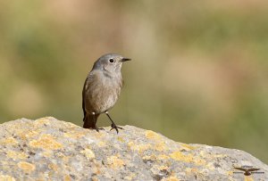 Black Redstart