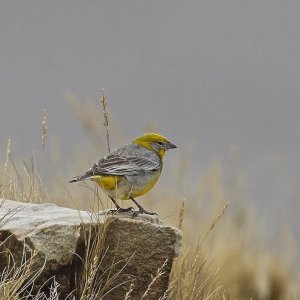 Bright-rumped Yellow Finch (male)