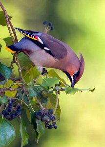 waxwing