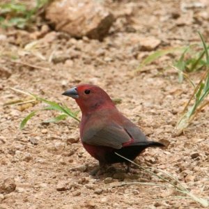 Jameson's firefinch