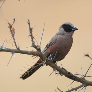 Black-faced Waxbill