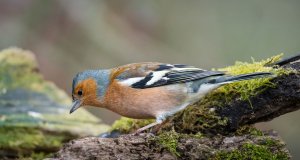 Male Chaffinch-3