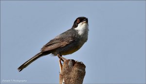 Sardinian Warbler