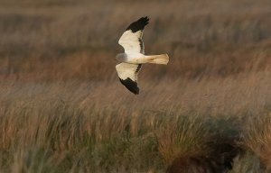 Male Hen Harrier