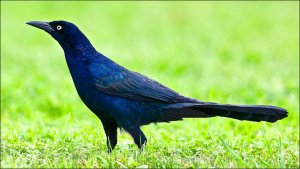 Great-tailed Grackle (male)