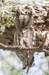 Cyprus Scops Owl