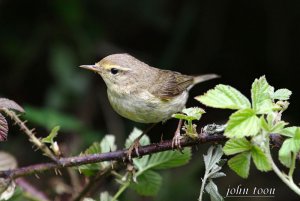 chiffchaff