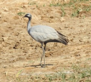 Demoiselle crane