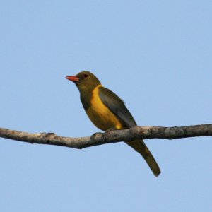 Green-headed Oriole