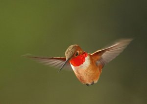 Rufous Hummingbird male