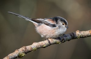 Long-Tailed Tit 7