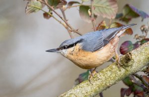 Nuthatch and Brambles