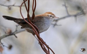 Cetti's Warbler