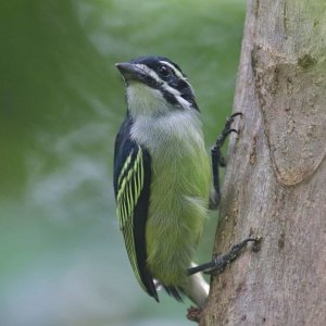 Lemon-rumped Tinkerbird