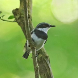 Forest Batis