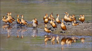 Fulvous Whistling Ducks