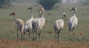 Common Crane Family Group