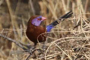 Violet-eared Waxbill