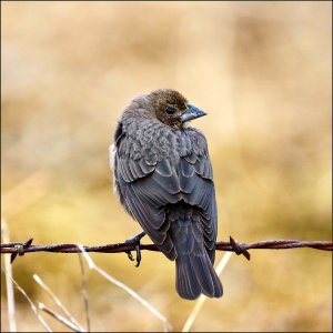 Brown-headed Cowbird (juvenile male)