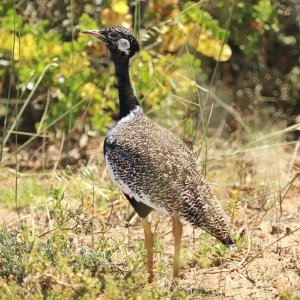 Southern Black Korhaan