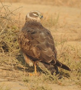 Pallid Harrier Juvenile