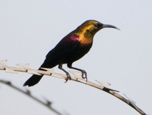 Copper Sunbird