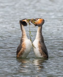 Great Crested Grebes Displaying